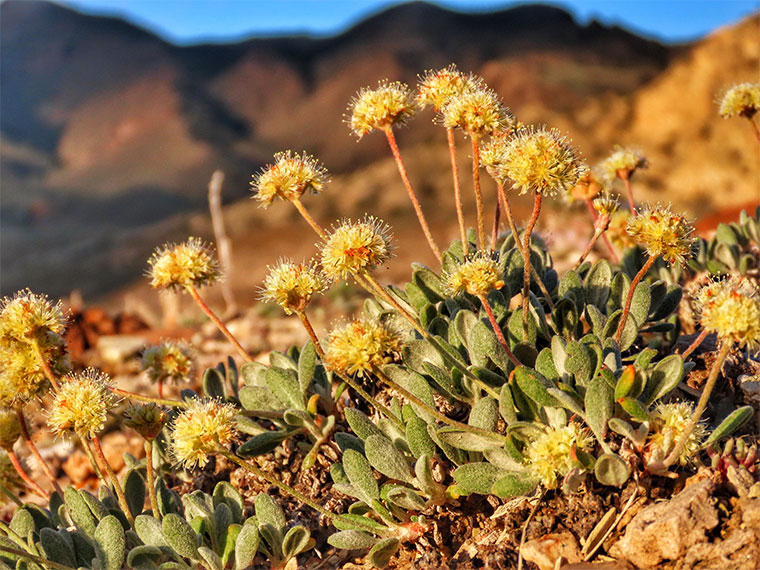 Lawsuit Says Nevada Lithium Mine Will Crush Rare Plant Habitat